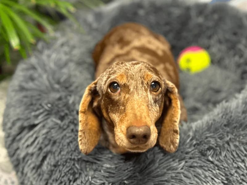 Perla, female senior Dachshund for adoption at Fundacion Animal Rescue