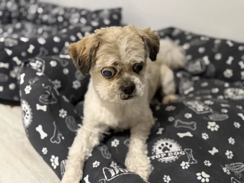 Pipo, male senior Shih Tzu for adoption at Fundacion Animal Rescue