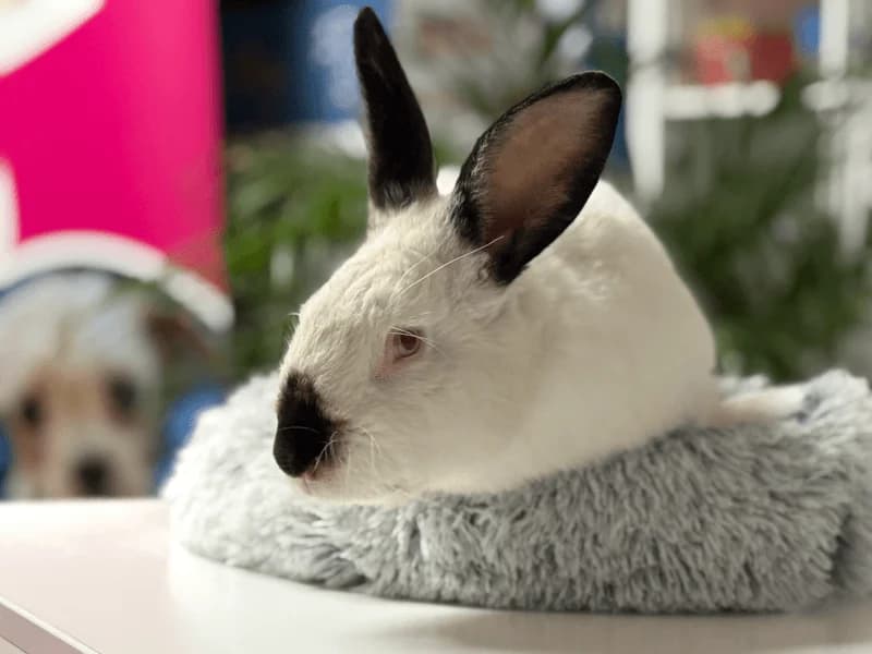 Ricky, male mixed breed for adoption at Fundacion Animal Rescue