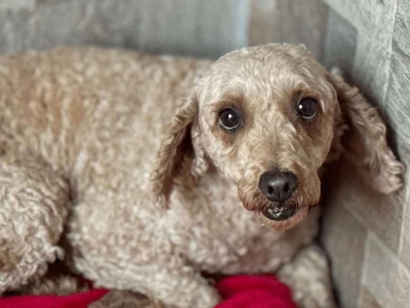 Rita, female senior Poodle for adoption at Fundacion Animal Rescue