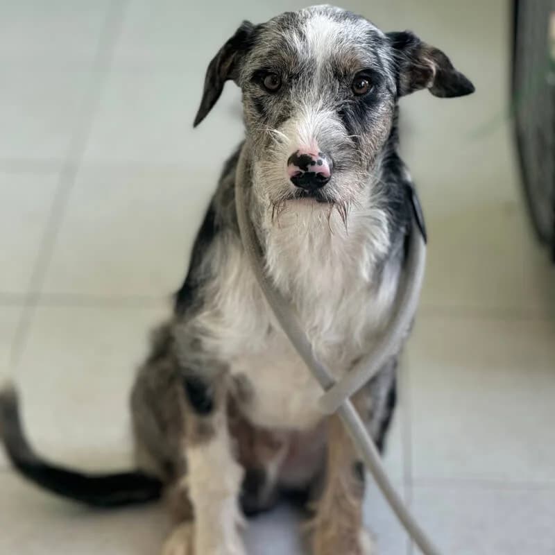 Rodrigo, male Mixed Breed for adoption at Fundacion Animal Rescue