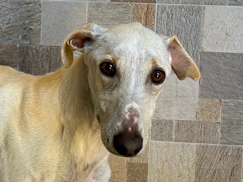 Santa, male 5yo Galgo Español for adoption at Fundacion Animal Rescue