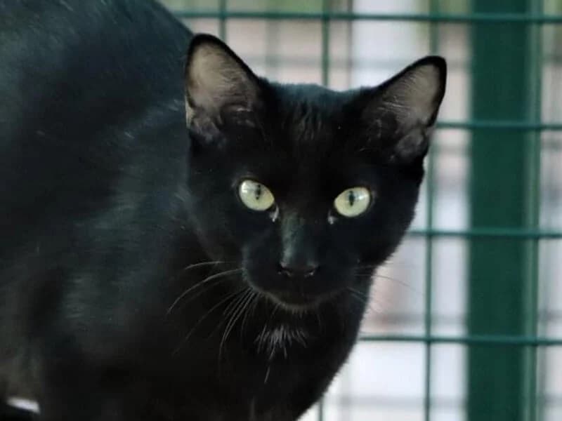 Sheldon, male 6yo European Shorthair for adoption at Fundacion Animal Rescue