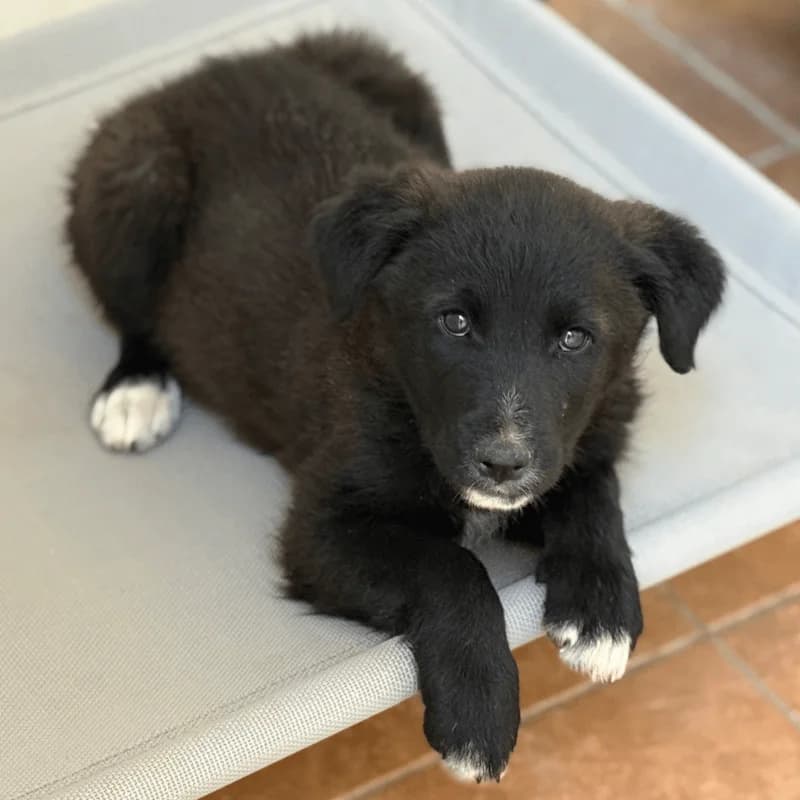 Sol, male puppy Spanish Mastiff for adoption at Fundacion Animal Rescue