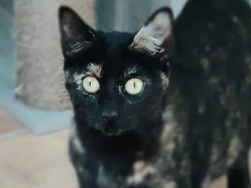 Sombra, female 5yo European Shorthair for adoption at Fundacion Animal Rescue