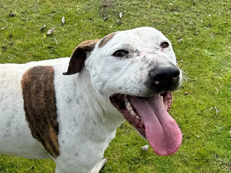 Super, male American Staffordshire Terrier for adoption at Fundacion Animal Rescue