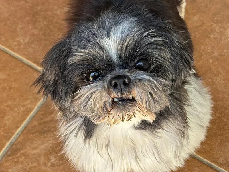 Susi, female Shih Tzu for adoption at Fundacion Animal Rescue