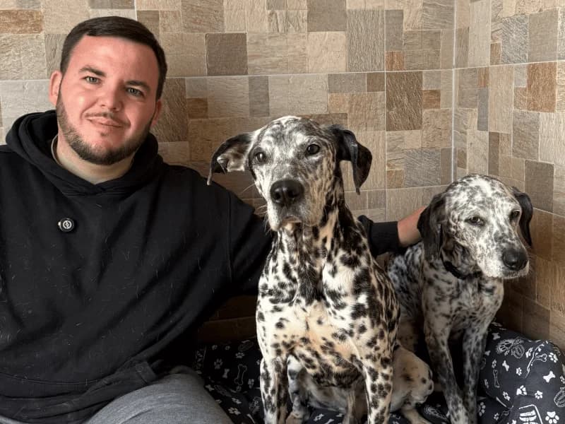Tano Dama, female senior Dalmatian for adoption at Fundacion Animal Rescue