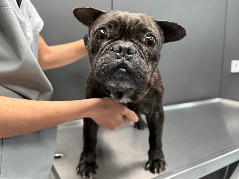 Thelma, female senior French Bulldog for adoption at Fundacion Animal Rescue