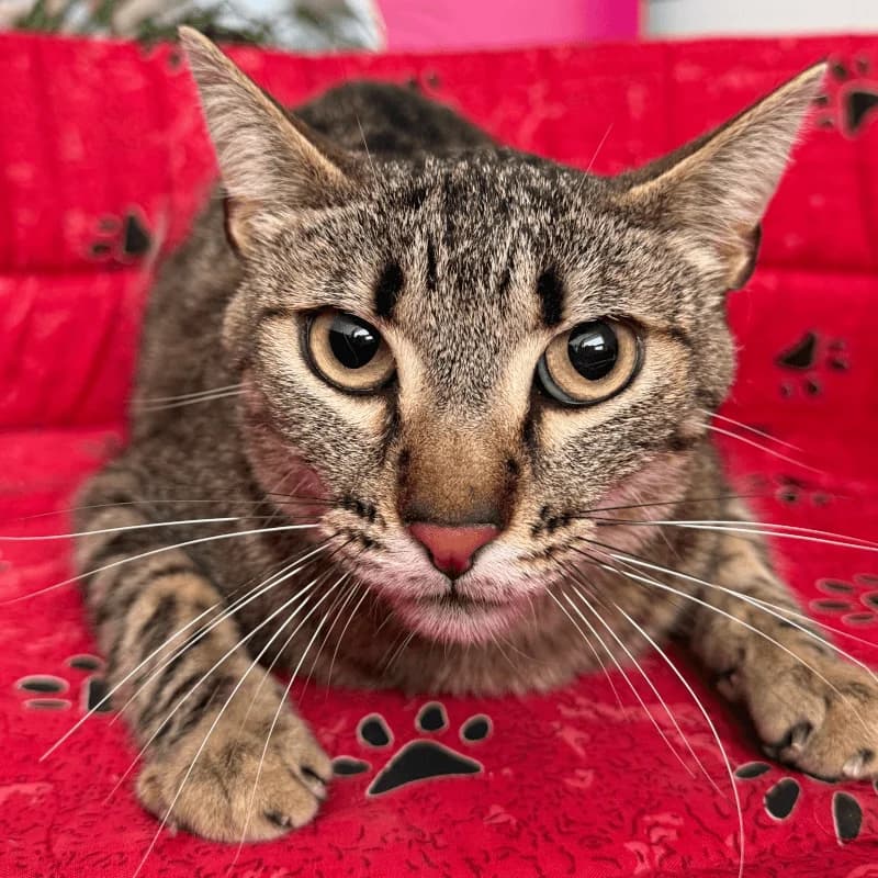 Tiger, male young European Shorthair for adoption at Fundacion Animal Rescue