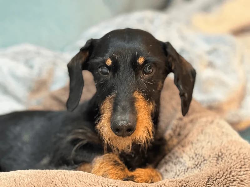 Toby, male senior Dachshund for adoption at Fundacion Animal Rescue