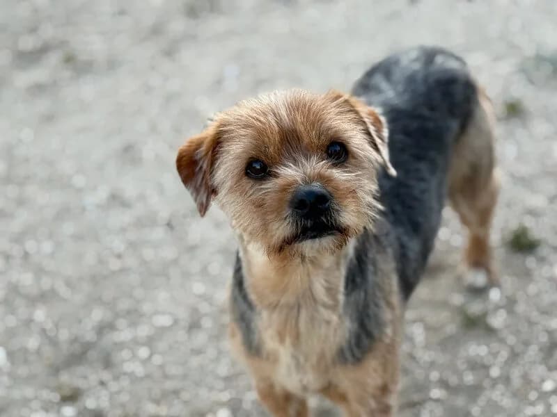 Toby, male Yorkshire Terrier for adoption at Fundacion Animal Rescue