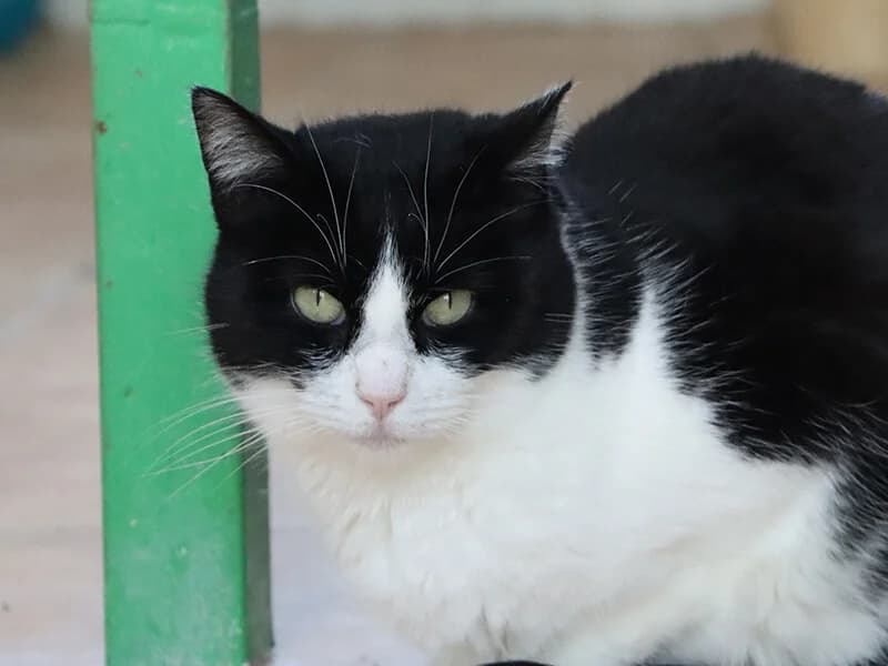 Tofu, male 5yo European Shorthair for adoption at Fundacion Animal Rescue