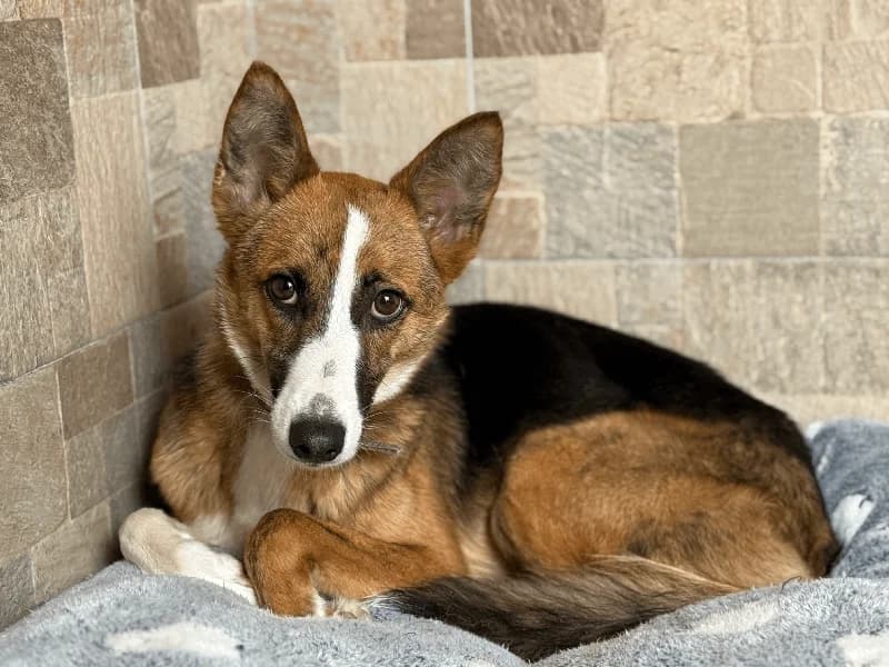 Valentin, male Mixed Breed for adoption at Fundacion Animal Rescue
