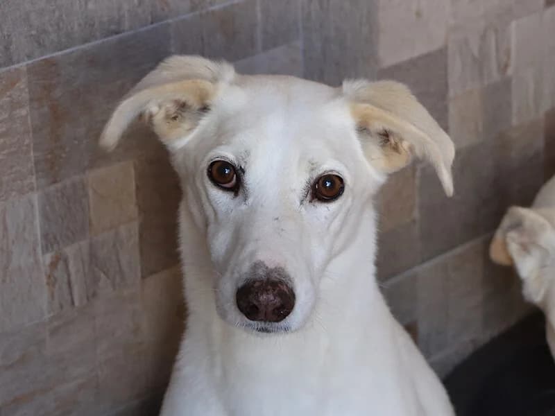 Valkiria, female senior Mixed Breed for adoption at Fundacion Animal Rescue
