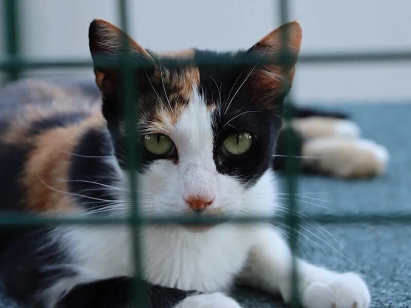 Venus, female 6yo European Shorthair for adoption at Fundacion Animal Rescue