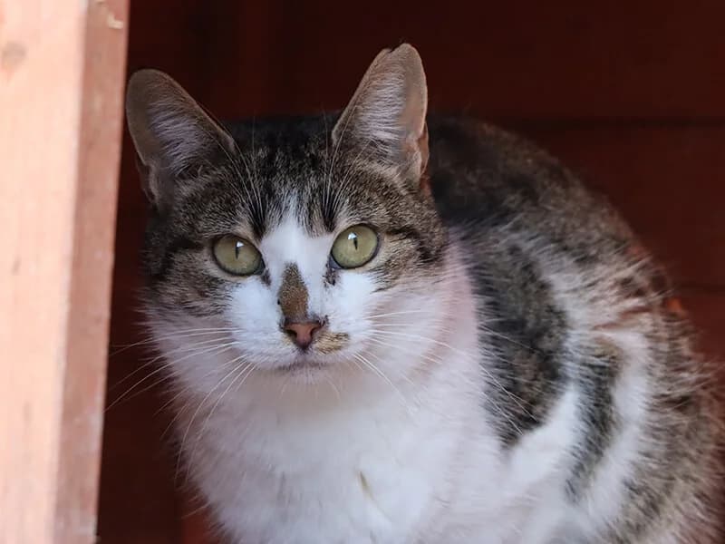 Violeta, female 4yo European Shorthair for adoption at Fundacion Animal Rescue