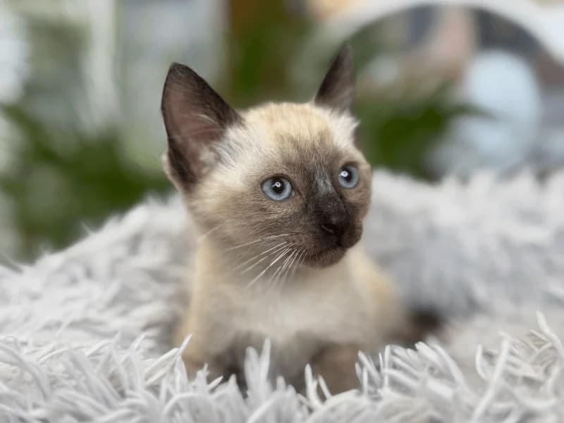 Zac, male puppy Siamese for adoption at Fundacion Animal Rescue