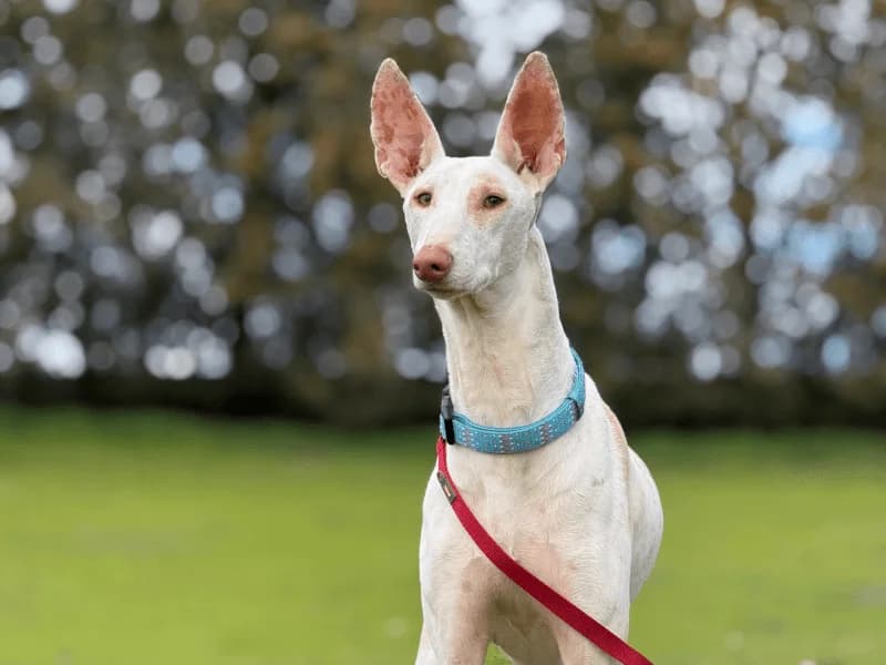 Zafiro, male young Podenco for adoption at Fundacion Animal Rescue