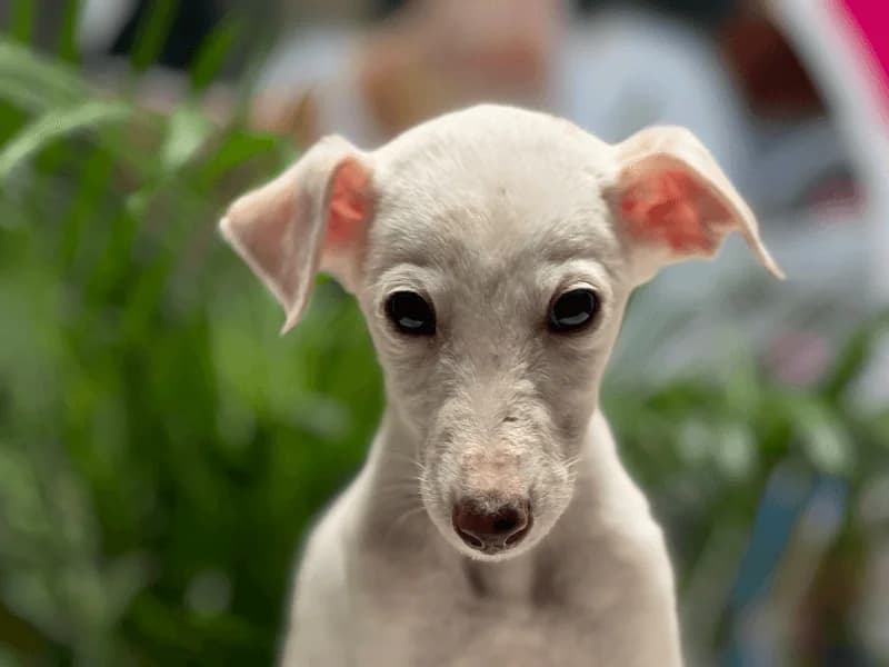 Zeta, male Mixed Breed for adoption at Fundacion Animal Rescue