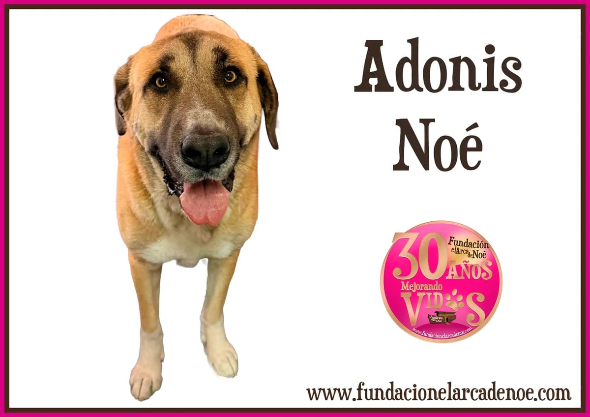 Adonis, male Spanish Mastiff for adoption at Fundación El Arca de Noé