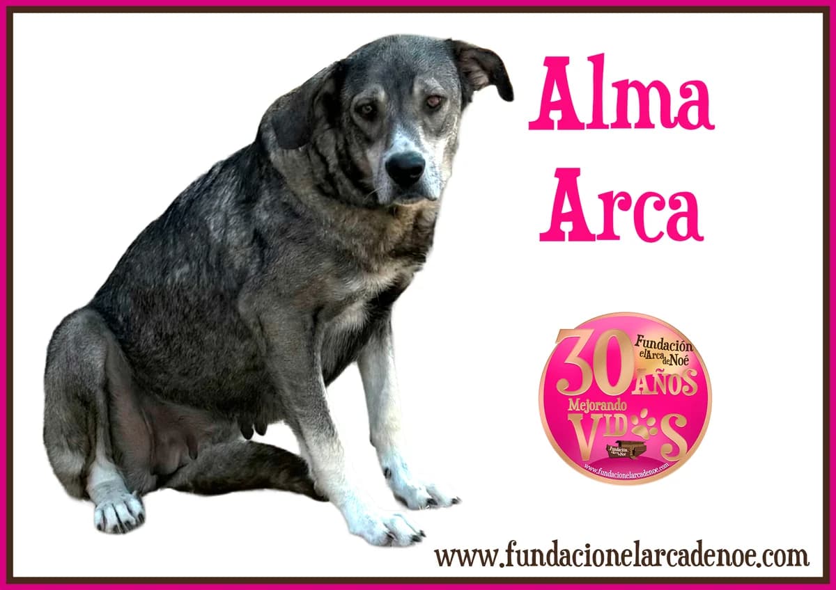 Alma, female Mixed Breed Cat for adoption at Fundación El Arca de Noé, Madrid