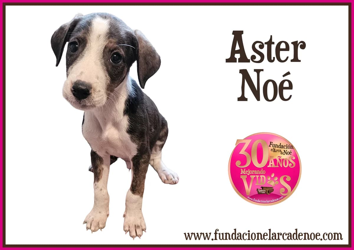 Aster, male Mixed Breed for adoption at Fundación El Arca de Noé