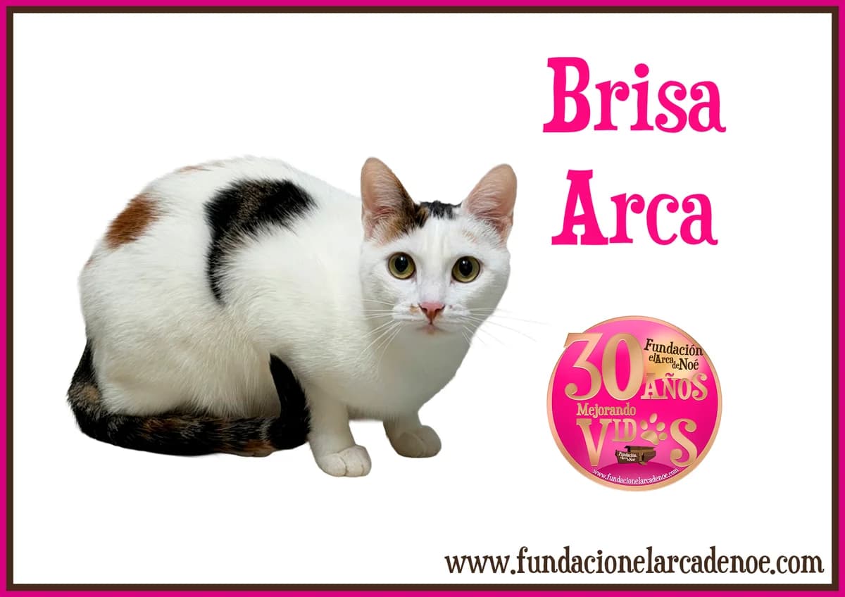 Brisa, female European Shorthair for adoption at Fundación El Arca de Noé