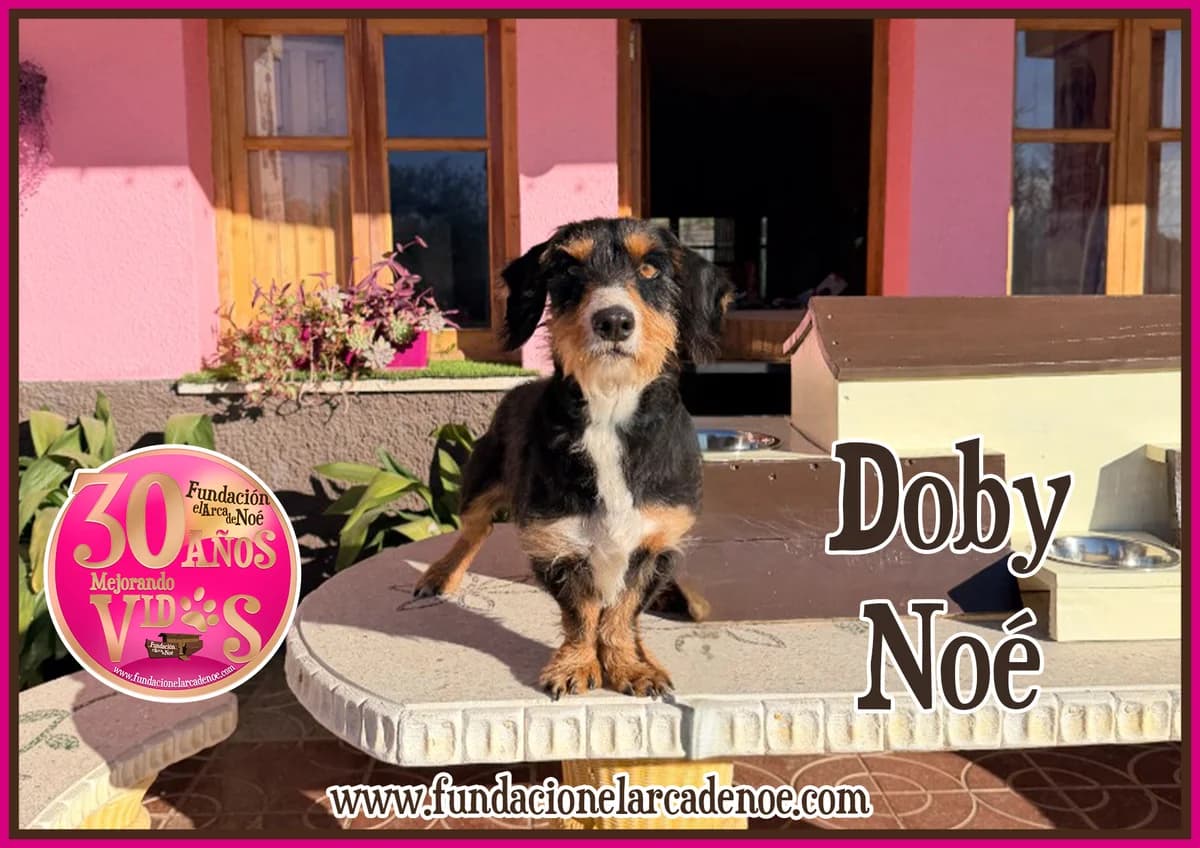 Doby, male Dachshund for adoption at Fundación El Arca de Noé