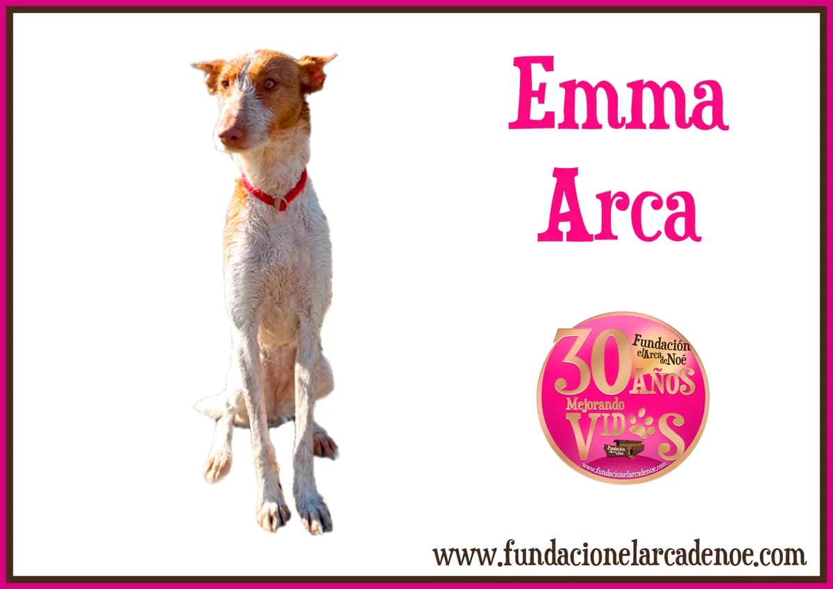 Emma, male Mixed Breed Cat for adoption at Fundación El Arca de Noé, Madrid