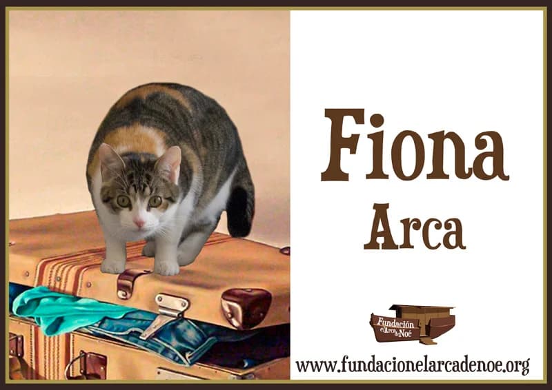 Fiona, female senior Mixed Breed Cat for adoption at Fundación El Arca de Noé, Madrid
