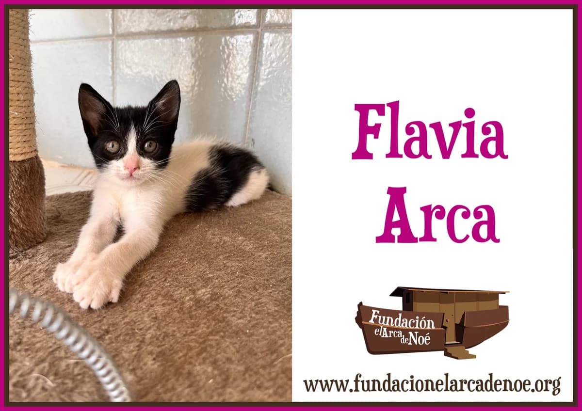 Flavia, female Mixed Breed Cat for adoption at Fundación El Arca de Noé