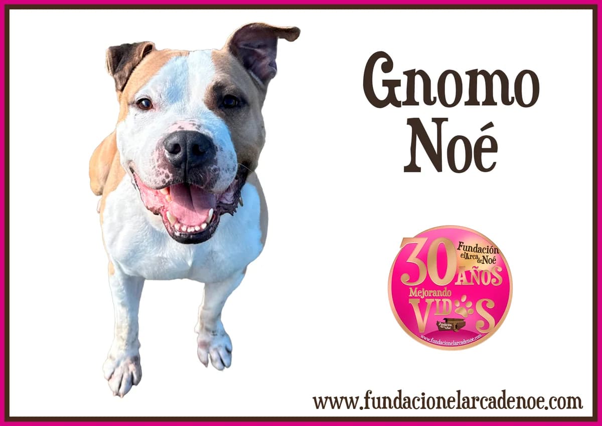 Gnomo, female Mixed Breed Cat for adoption at Fundación El Arca de Noé, Madrid