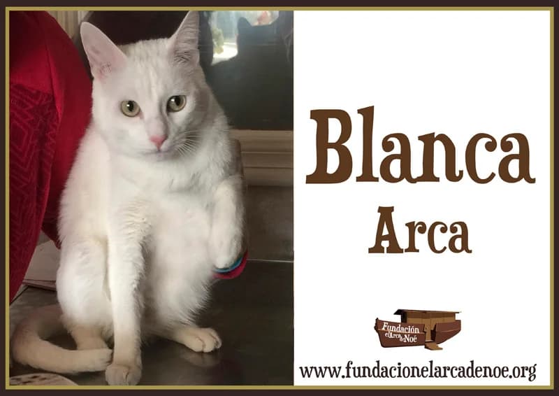 Blanca, female senior Mixed Breed Cat for adoption at Fundación El Arca de Noé, Madrid