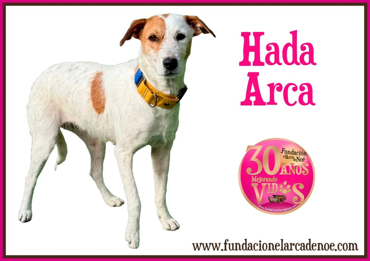 Hada, male Mixed Breed for adoption at Fundación El Arca de Noé, Madrid