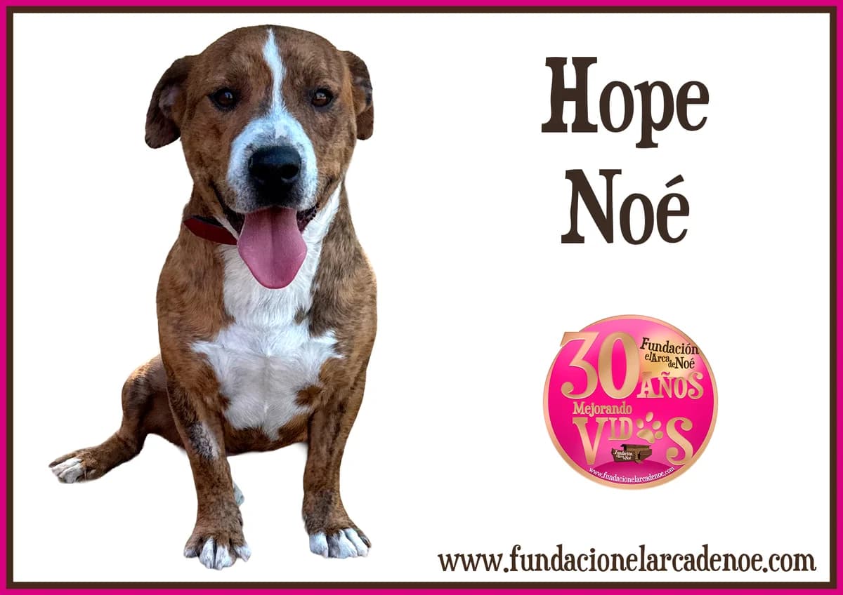 Hope, male Mixed Breed for adoption at Fundación El Arca de Noé