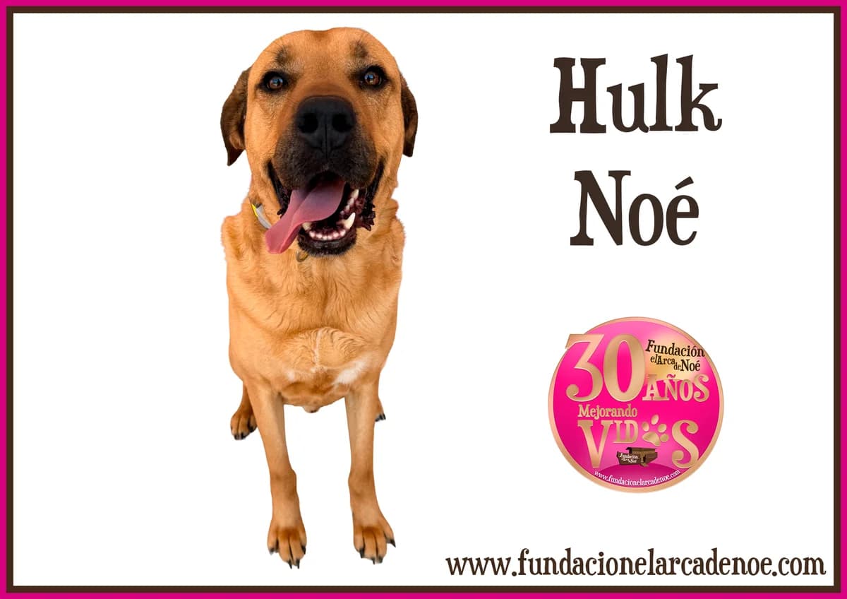 Hulk, male Mixed Breed for adoption at Fundación El Arca de Noé, Madrid