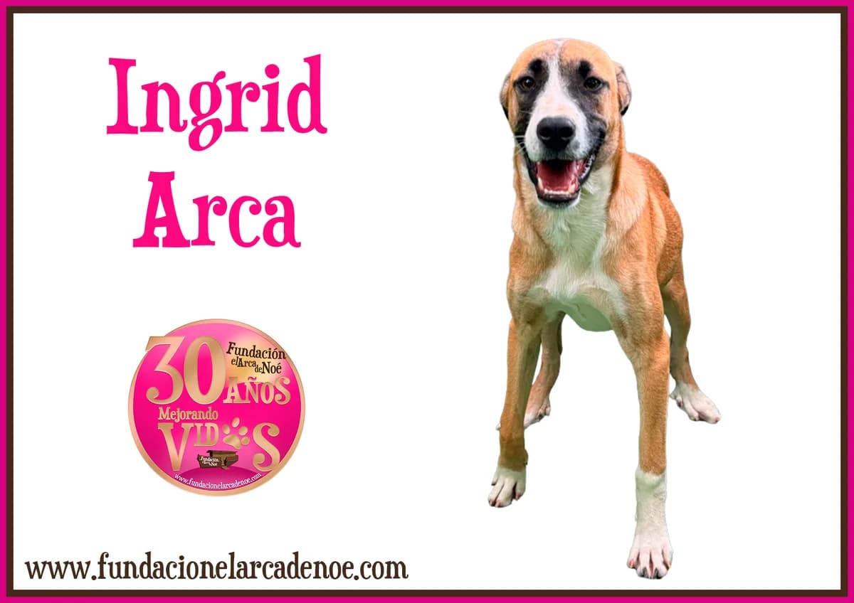 Ingrid, female Mixed Breed for adoption at Fundación El Arca de Noé, Madrid
