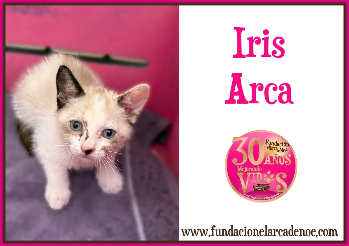 Iris, female young Mixed Breed Cat for adoption at Fundación El Arca de Noé, Madrid