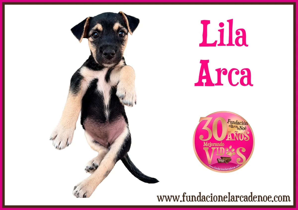 Lila, female puppy Dachshund for adoption at Fundación El Arca de Noé, Madrid