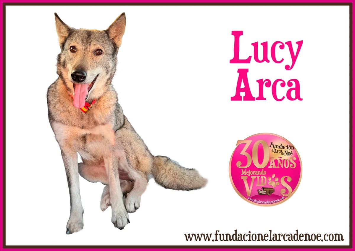 Lucy, female Mixed Breed for adoption at Fundación El Arca de Noé, Madrid