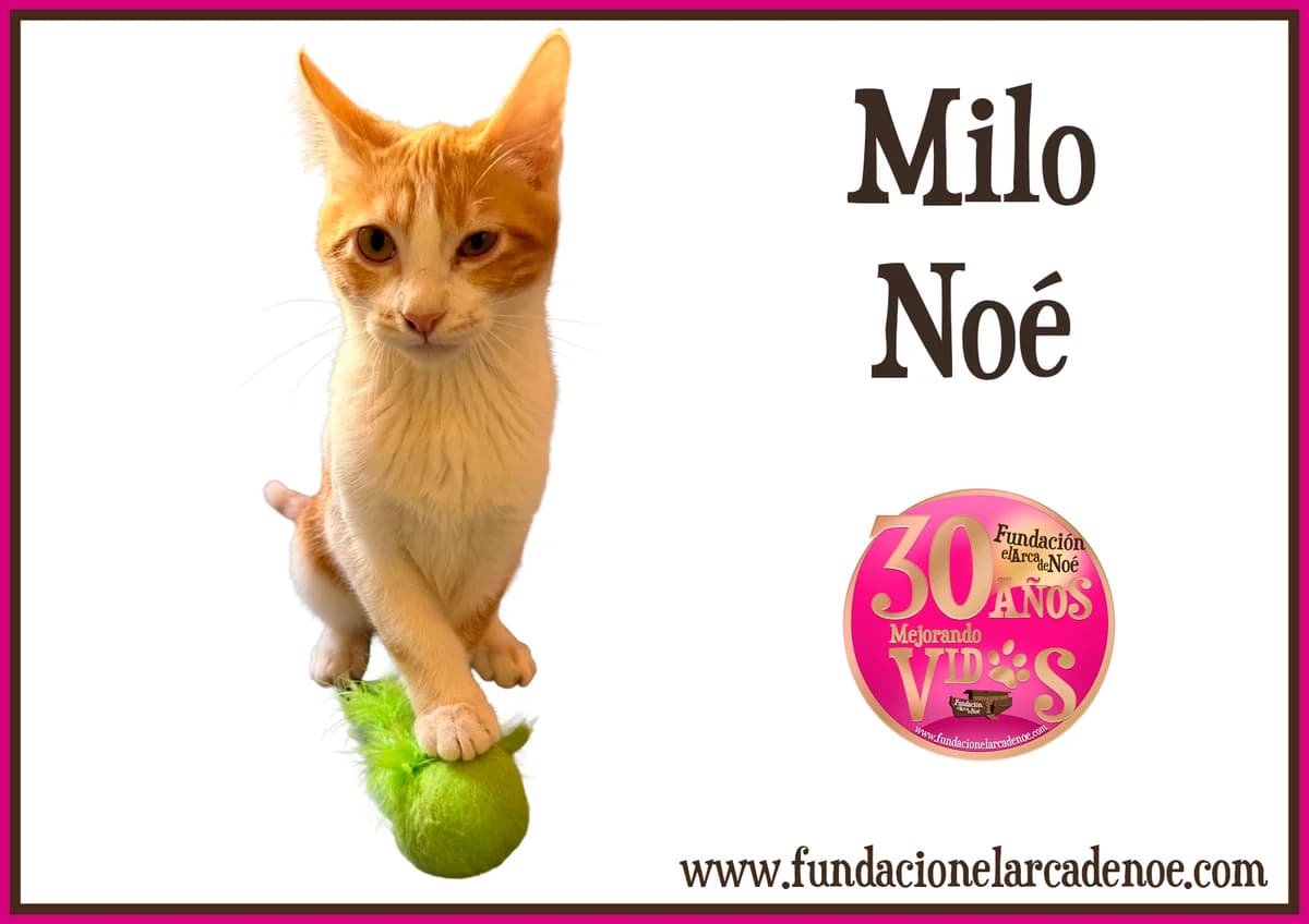 Milo, male puppy Mixed Breed Cat for adoption at Fundación El Arca de Noé, Madrid