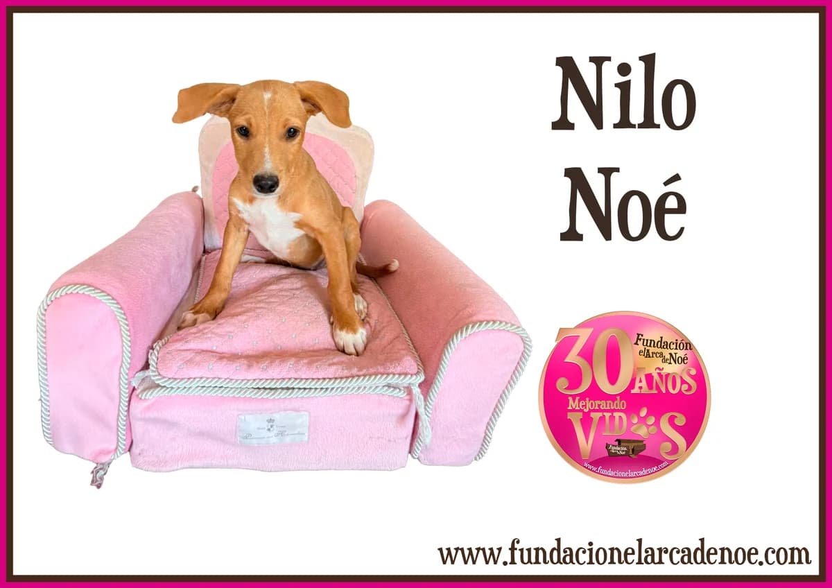 Nilo, male puppy Mixed Breed for adoption at Fundación El Arca de Noé, Madrid