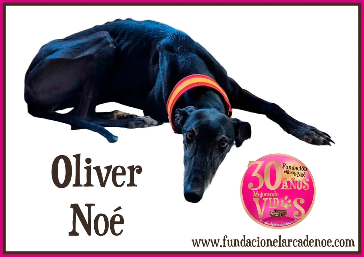 Oliver, male 4yo Galgo Español for adoption at Fundación El Arca de Noé, Madrid