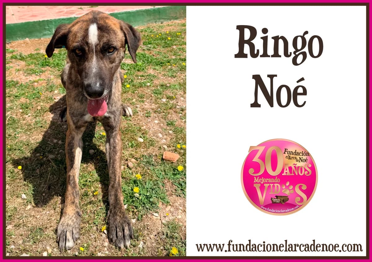 Ringo, female Mixed Breed for adoption at Fundación El Arca de Noé, Madrid