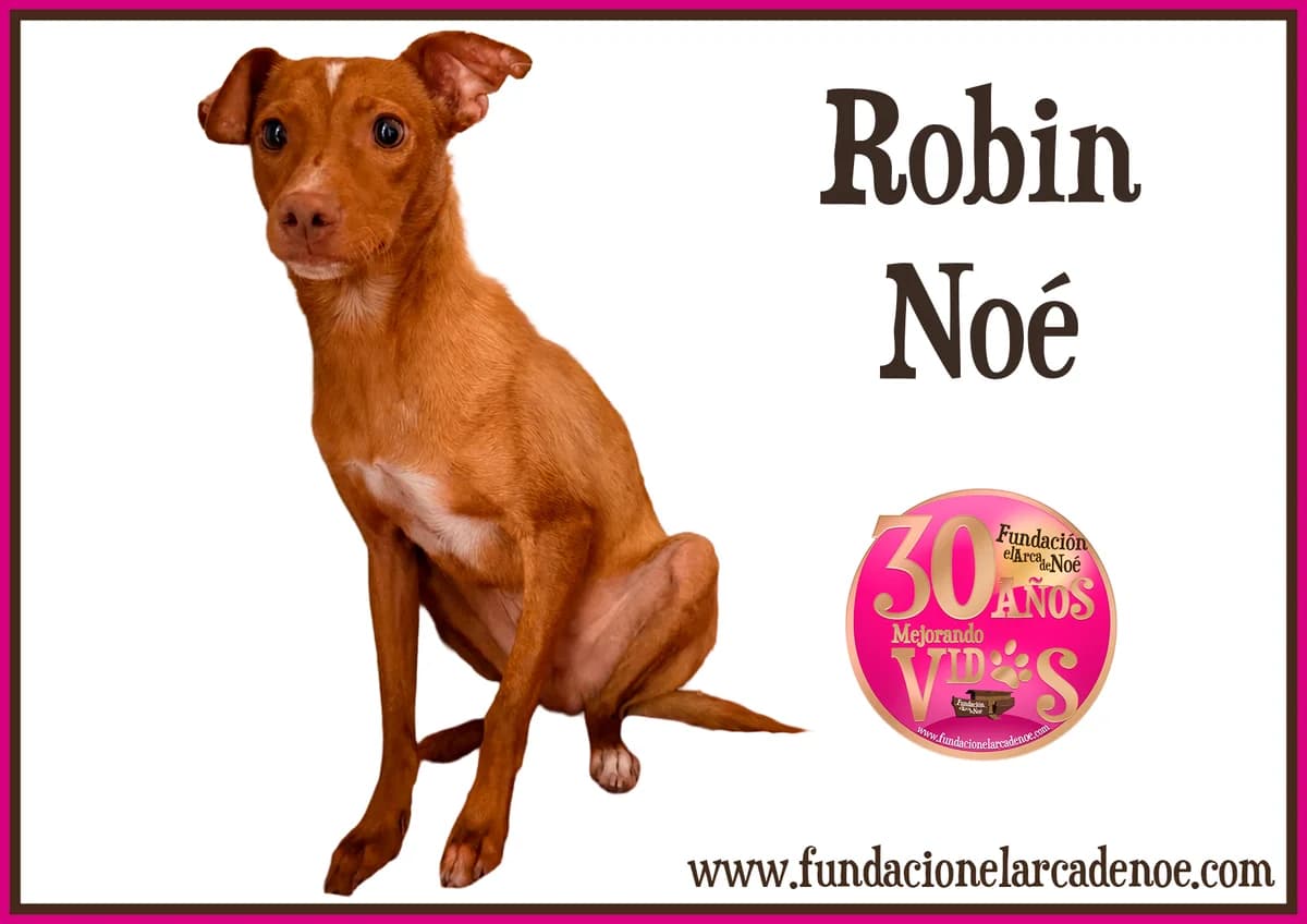 Robin, female Mixed Breed for adoption at Fundación El Arca de Noé, Madrid
