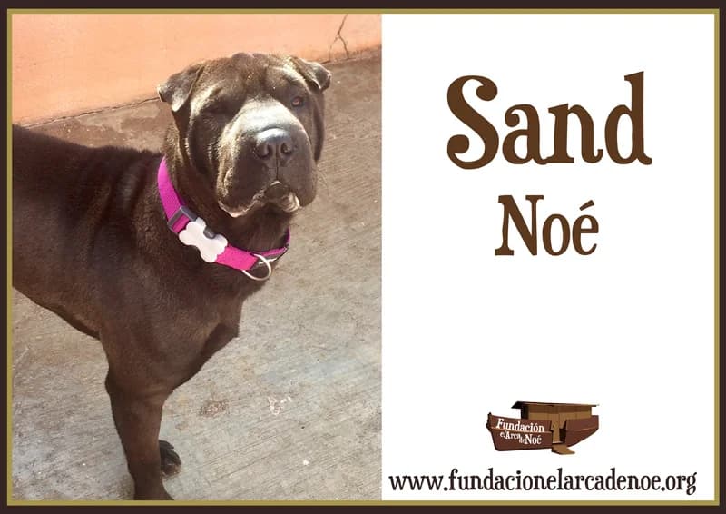 Sand, male Shar Pei for adoption at Fundación El Arca de Noé