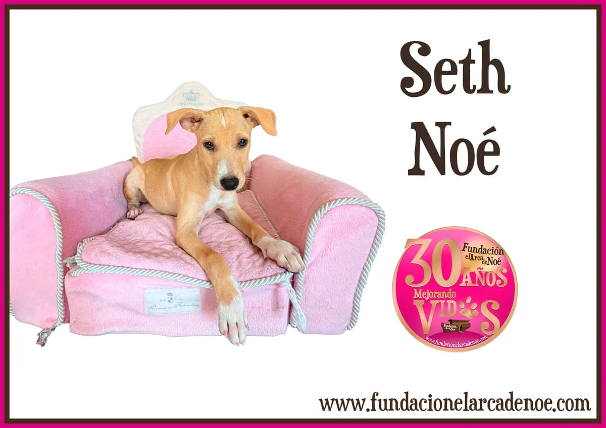Seth, female Mixed Breed Cat for adoption at Fundación El Arca de Noé, Madrid