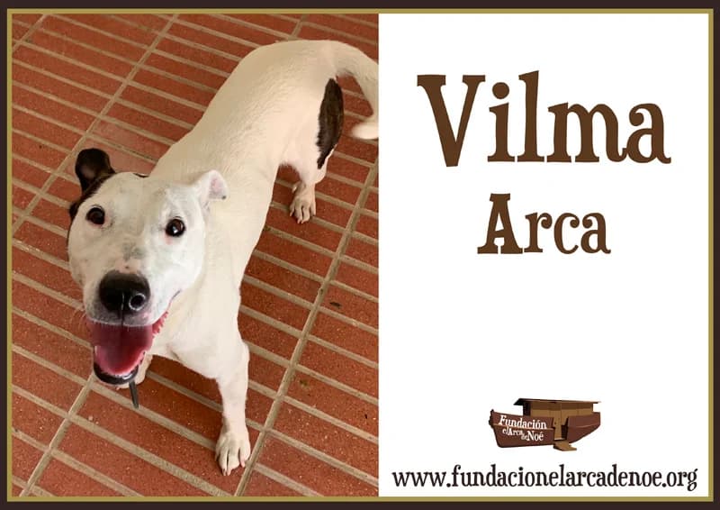 Vilma, female Mixed Breed for adoption at Fundación El Arca de Noé