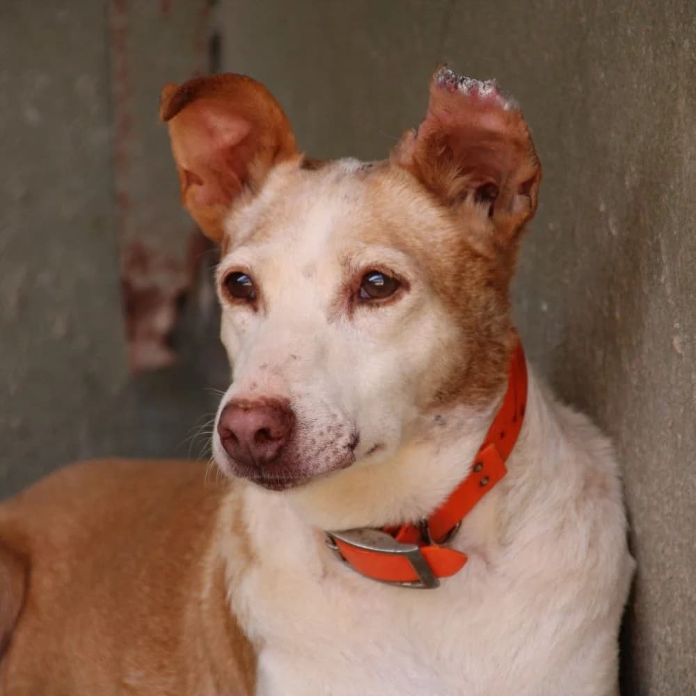 ALFRED, Mixed Breed for adoption at Fundación Benjamin Mehnert, Fundacion Benjamin Mehnert